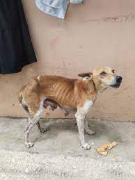Please please kindly help this dog 🐶 please 🙏🙏😭😭😭 he is suffering with tumer as well blood is going.....this area peoples is also not good they won't allow me to feed also ..