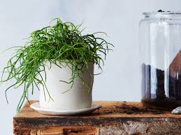 How to grow an african milk tree. 7 Common Houseplant Afflictions And How To Cure Them All