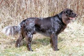 Image result for německý ohař dlouhosrstý