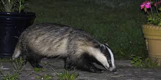 Leichte böden mit buschwerk und ein garten mit terrasse sind für dachse traumhafte bauplätze. Dachs Stadtwildtiere