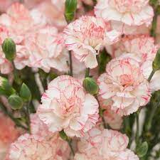 Black Bat Plant White Bat Flower Plant Daylilies In Australia Carnation Flower Flowers For Sale Wholesale Flowers Wedding