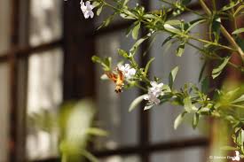 Image result for Freylinia