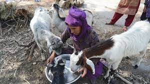 Woman kill animal part 2. How A Child Rape Became A Religious Flashpoint For India Bbc News
