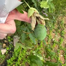 Image result for Passiflora sanguinolenta