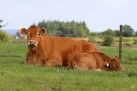 Pics: Successful day at North West Limousin Club Open Day and YMA event