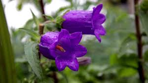 Low growing, compact and tidy, campanula 'resholdt's variety' is one of the most useful small garden plants you can find. The Complete Guide To Bellflowers Growing Campanula Green Ideas