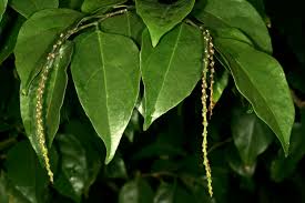 Image result for Neoholstia tenuifolia