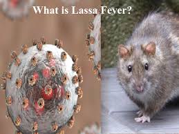 Image result for Lassa Fever