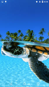 You can also upload and share your favorite underwater hd wallpapers. Turtle Underwater 3d Wallpaper For Android Apk Download
