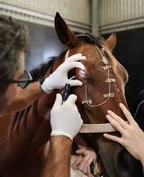 Equine eye surgery