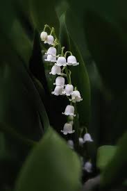 Lily Of The Valley By Tom Mc Nemar Lily Of The Valley Lily Of The Valley Flowers Plant Photography