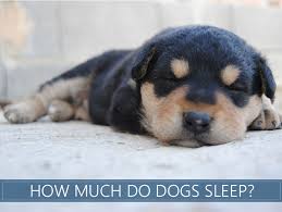 Compare that to humans, who only need 7 to 9 hours per day. How Many Hours A Day Do Dogs Sleep How Much Do They Need