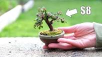 Bonsai on a Budget: Creating a Tiny Tree from a Cotoneaster