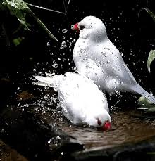 Animated Gif Bird Is The Word Gif Https Encrypted Tbn0 Gstatic Com Images Q Tbn 3aand9gctm2tjzofg9hmob6sohdhystvw3il84ay4ftq Usqp Cau