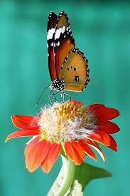 Butterfly Love Beautiful Butterflies Butterfly Butterfly Flowers