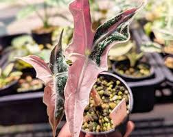 Image result for Schlechterina