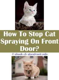 Kittens are definitely cute, but you should focus on raising one at a time before letting your fur baby. 12 Prodigious Cats Stop Spraying Your House