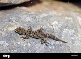 Image result for Kotschya carsonii