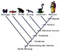 Video ini berisi materi tentang kladogram Perhatikan Kladogram Berikut Berdasarkan Klado