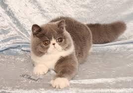 Exotic Shorthair Price Range Exotic Shorthair Kittens For Sale Cost