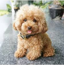 They are excellent companion animals. Outgoing Toy Poodle Puppies Available For Sale In Abu Dhabi Al Mina Dogs Sulekha