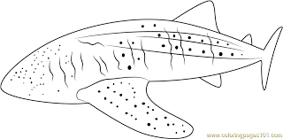 Sharks have always been a fascination for children, and shark coloring pages let you bring this subject to the classroom. Whale Shark Coloring Page For Kids Free Whale Printable Coloring Pages Online For Kids Coloringpages101 Com Coloring Pages For Kids
