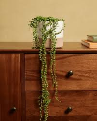 Image result for Senecio letouzeyanus