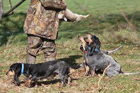 C'est un chien docile, appliqué et obéissant. Photo Elevage Des Vallees Longeronnaises Eleveur De Chiens Basset Bleu De Gascogne