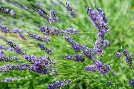 How To Grow Fragrant Lavender In 2020 Lavender Plant Plants Growing Lavender
