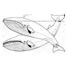 He went down to joppa, where he found a ship bound. 20 Printable Whale Coloring Pages Your Toddler Will Love
