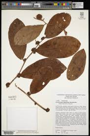 Image result for Olax pentandra