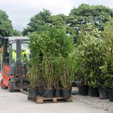 Privet hedge planting is best done in the fall in warmer climates and in the spring in cooler climates. Privet Hedge Plants Ligustrum Ovalifolium Best4hedging