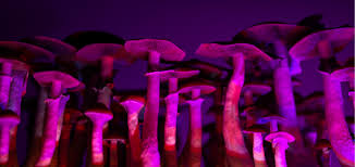 Image result for Hallucinogen