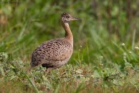 Image result for Rhynchosia tricuspidata