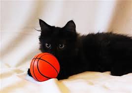 Результат пошуку зображень за запитом "кот, котята, красній мячик"