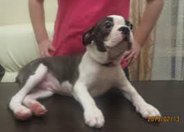 There are no direct flights from boston to sri lanka. Boston Terrier For Sale In The City Of Moskva Russian Federation Price 877 Announcement 906