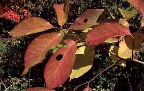 Image result for Diospyros virgata