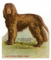 Image result for americký vodní španěl