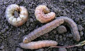 A few species feed on turfgrass. Province Of Manitoba Agriculture Cutworms In Field Crops