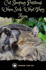 Cat Sleeping Positions When Sick What They Mean Upgrade Your Cat Cat Sleeping Positions Cat Sleeping Cats