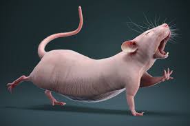 Bald Rat 3d Model In 2020 Animals 3d Model Hairless Rat