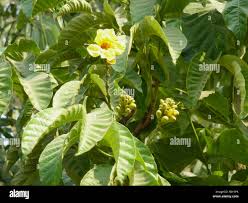 Image result for Markhamia tomentosa