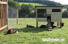 You can also set up chickens in the garden so that they patrol the garden's perimeter, nabbing grasshoppers, colorado potato beetles, and other insects before they make it into the garden. Beginners Guide To Keeping Chickens
