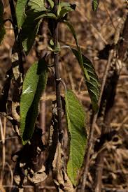 Image result for Bothriocline longipes