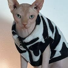 Organic HAIRLESS Pet Restorative Shampoo, Waterless Shampoo, & Conditioner  Grooming Kit for Rash/allergic Skin Kit