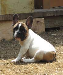 Byron Black Masked Red Fawn Pied Male Bred By Victoria Csaba Cute Dogs And Puppies French Bulldog Puppies Cute Dogs