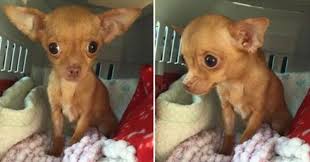 Handling a runt of the litter is the puppy isn't getting access to milk. What This Puppy Mill Did To This Chihuahua Left Her Unable To Open Her Eyes Sharesplosion