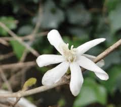 Image result for Coffea racemosa