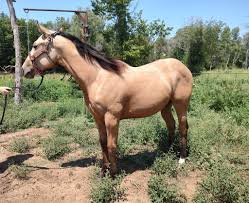 Image result for Light Buckskin 1989 Colt