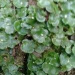 Image result for Sibthorpia europaea